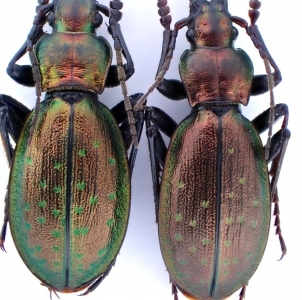 EBAY, Palearctic Carabus on E-bay auction