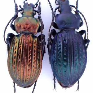 EBAY, Palearctic Carabus on E-bay auction