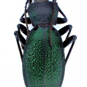 EBAY, Palearctic Carabus on eBay auction