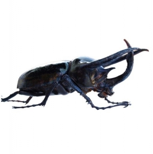 FOR SALE, Chalcosoma caucasus rhinoceros beetle