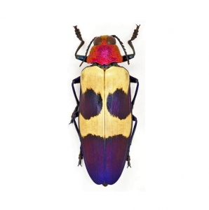 FOR SALE, Chrysochroa buqueti blue pink jewel beetle