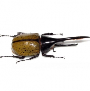 FOR SALE, Dynastes hercules 115mm+ rhinoceros beetle