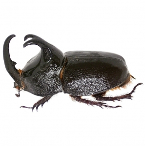 FOR SALE, Enema pan rhinoceros rhino beetle