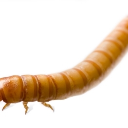 EBAY, Mealworms