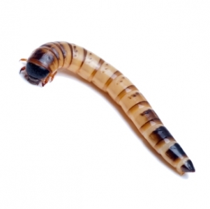 EBAY, uperworms