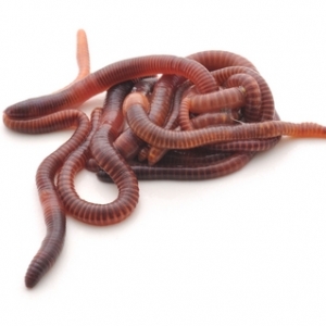 EBAY,  Earthworms for Sale (Red wigglers)