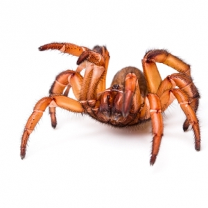FOR SALE, African Trapdoor Spider