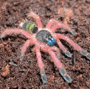 FOR SALE, Blue Fang Tarantula