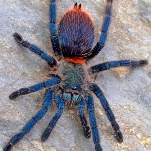 FOR SALE, Brazilian Blue Dwarf Beauty