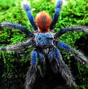 FOR SALE, Brazilian Blue Dwarf Tarantula