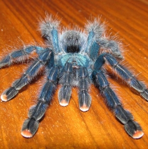 FOR SALE, Brazilian Blue Green Pink Toe