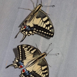 FOR SALE, Papilio machaon 