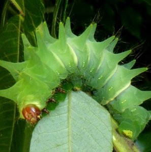 FOR SALE, Argema mimosae eggs