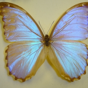 FOR SALE, Morpho's (many species)
