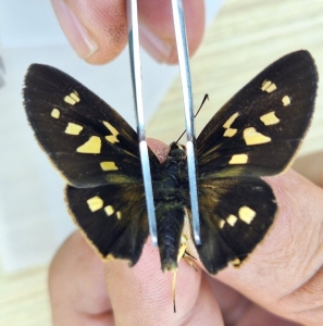 EBAY, HESPERIIDAE sp.