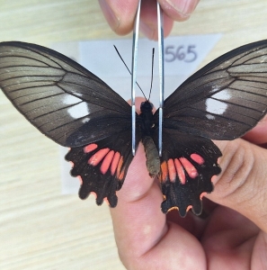 EBAY, PAPILIONIDAE PARIDES sp. Artículo #565  FROM BRASI