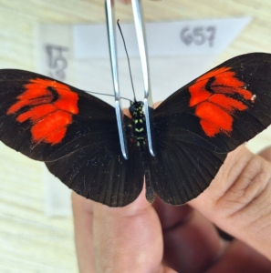 EBAY, HELICONIUS HELICONIDAE sp.  # 657 FROM BRAZIL