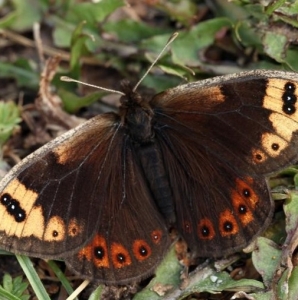 FOR SALE, Erebia epistygne collected yesterday!