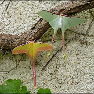 FOR SALE, Actias dubernardi eggs 