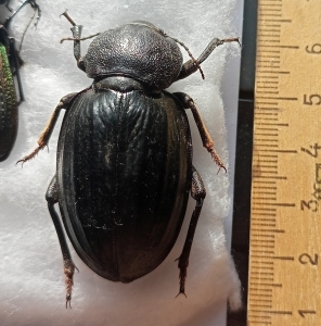 FOR SALE, Giant darkling beetle Tarsocnodes molossa