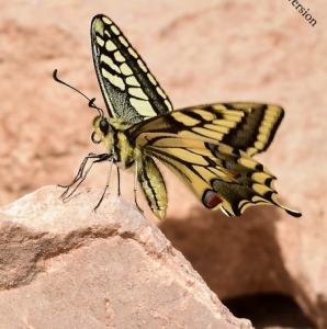 FOR SALE, The Papilionidae of Morocco