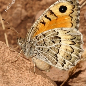 FOR SALE, The Nymphalidae of Morocco (Part II)