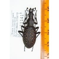 FOR SALE, New insects listed in the Insectnet Marketplace !