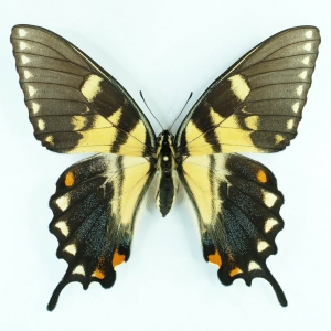 EBAY, +++ Papilio glaucus FORM FLETCHERI +++