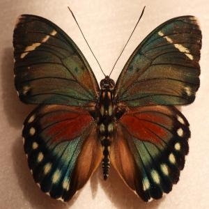 FOR SALE, very rare euphaedra zampa  ♂