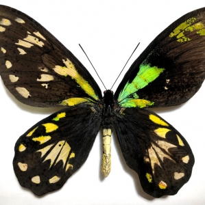 FOR SALE, Amazing gynandromorph ornithoptera victoriae