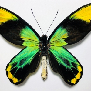 FOR SALE, Ornithoptera victoriae maramasikensis very nice