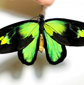 FOR SALE, Ornithoptera victoriae rubianus pair