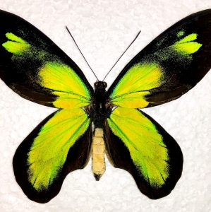 FOR SALE, Ornithoptera victoriae rubianus mf. ponceletanus 