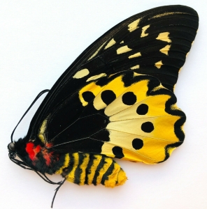 FOR SALE, Ornithoptera chimaera chimaera female