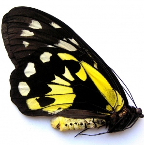 FOR SALE, Ornithoptera victoriae epiphanes female