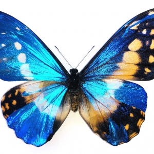 FOR SALE, Amazing gynandromorph morpho rhetenor helena