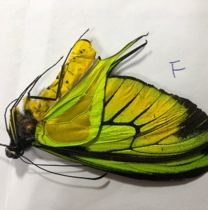 FOR SALE, Ornithoptera paradisea 