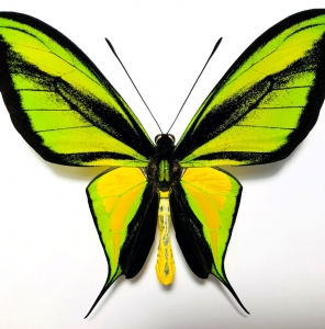 FOR SALE, Amazing aberration ornithoptera paradisea borchi