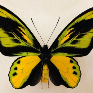 FOR SALE, Amazing aberration ornithoptera chimaera chimaera