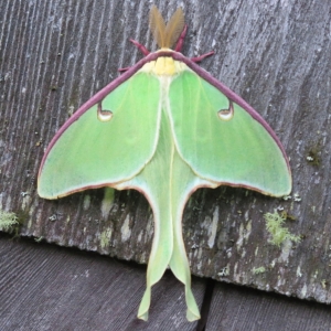 WANT TO BUY, Actias luna and other California Natives