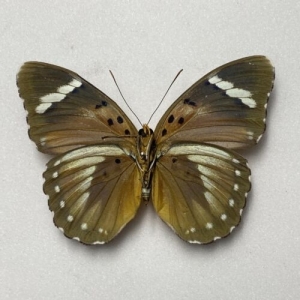 FOR SALE, Butterflies for sale from Uganda/Tanzania/England