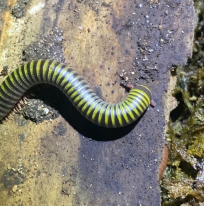 FOR SALE, Bumblebee millipedes Anadenobolus monilicornis