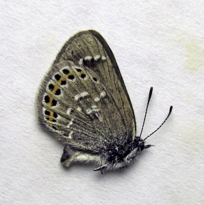 FOR SALE, Lycaenidae from Russia