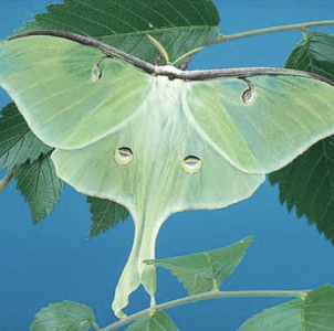 WANT TO BUY, Luna Moth / Actias Luna - Cocoons 