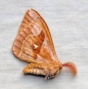 FOR SALE, Saturniidae, Brahmaeidae, Bombycidae from Russia