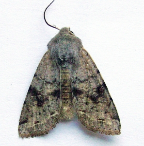 FOR SALE, Early spring Noctuidae from SE. European Russia 