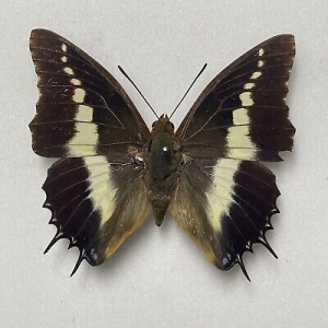 FOR SALE, Butterflies for sale from Uganda/Tanzania