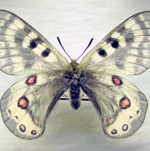 FOR SALE, Parnassius delphius from Kirgizia - 2 subspecies