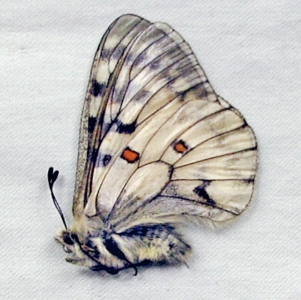 FOR SALE, Parnassius phoebus, nordmanni, mnemosyne 