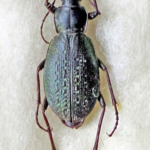 FOR SALE, Coleoptera of Russia and adjacent countries 